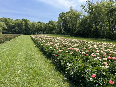 Peony farm reopens for flower picking and picturesque scenery